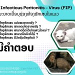  ພະຍາດເຍື່ອບຸຊ່ອງທ້ອງອັກເສບ Feline infectious peritonitis (FIP)