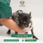 ອາບນ້ຳ – ຕັດຂົນ – ສະປາ