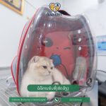 Vắc xin – các loại thuốc cho khách lựa chọn